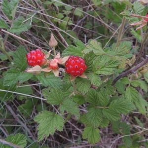 Rubus parvifolius at Conder, ACT - 7 Jan 2024 05:51 PM