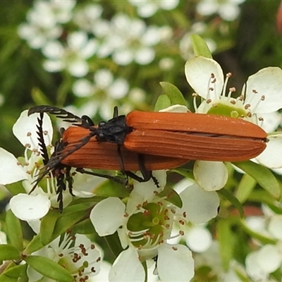 Lycidae sp. (family) at Acton, ACT - 12 Nov 2024 by HelenCross