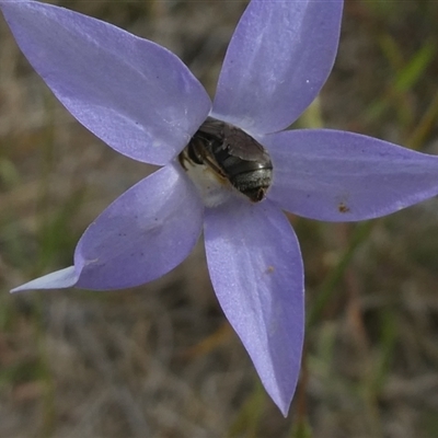 Lasioglossum (Chilalictus) sp. (genus & subgenus) (Halictid bee) at Duffy, ACT - 13 Nov 2024 by actforbees