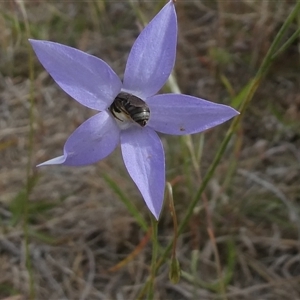 Lasioglossum (Chilalictus) sp. (genus & subgenus) at Duffy, ACT - 13 Nov 2024