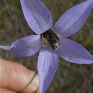 Lasioglossum (Chilalictus) sp. (genus & subgenus) at Duffy, ACT - 13 Nov 2024