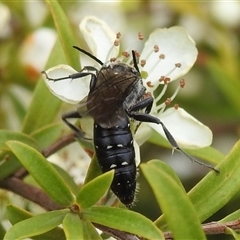 Unidentified Flower wasp (Scoliidae or Tiphiidae) at Acton, ACT - 12 Nov 2024 by HelenCross