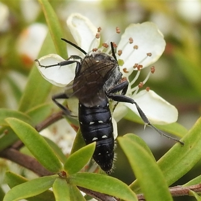 Tiphiidae (family) (Unidentified Smooth flower wasp) at Acton, ACT - 12 Nov 2024 by HelenCross