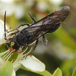 Tiphiidae (family) at Acton, ACT - 12 Nov 2024 01:18 PM