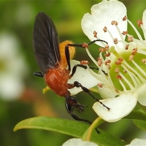 Bibio imitator (Garden maggot) at Acton, ACT by HelenCross