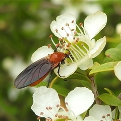 Bibio imitator at Acton, ACT - 12 Nov 2024 01:16 PM