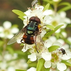 Austalis copiosa at Acton, ACT - 12 Nov 2024