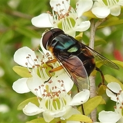 Austalis copiosa at Acton, ACT - 12 Nov 2024