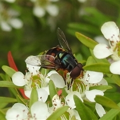 Austalis copiosa at Acton, ACT - 12 Nov 2024