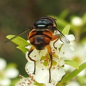 Austalis copiosa at Acton, ACT - 12 Nov 2024