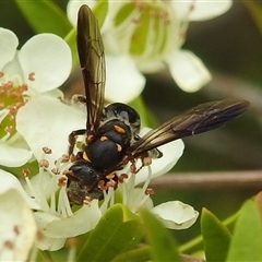 Lasioglossum (Australictus) peraustrale (Halictid bee) at Acton, ACT - 12 Nov 2024 by HelenCross