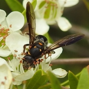 Lasioglossum (Australictus) peraustrale at Acton, ACT - 12 Nov 2024