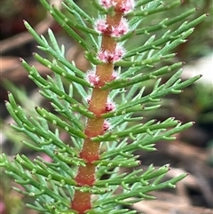 Myriophyllum crispatum (Water Millfoil) at Hackett, ACT - 14 Nov 2024 by JaneR