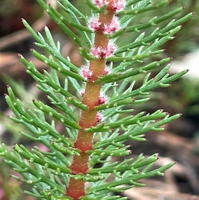 Myriophyllum crispatum (Water Millfoil) at Hackett, ACT - 15 Nov 2024 by JaneR