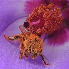 Apis mellifera at Acton, ACT - 12 Nov 2024 by HelenCross