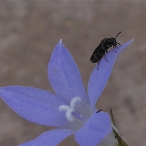 Eurys sp. (genus) at Duffy, ACT - 13 Nov 2024