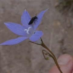 Eurys sp. (genus) at Duffy, ACT - 13 Nov 2024