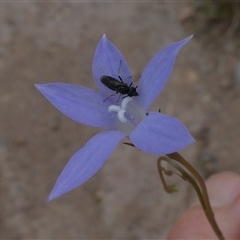 Eurys sp. (genus) at Duffy, ACT - 13 Nov 2024