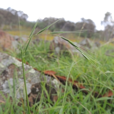 Microlaena stipoides (Weeping Grass) at Conder, ACT - 7 Jan 2024 by MichaelBedingfield