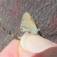 Nacaduba biocellata (Two-spotted Line-Blue) at Hall, ACT - 8 Nov 2024 by Christine