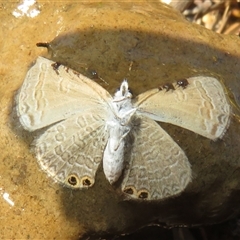 Nacaduba biocellata at Hall, ACT - 8 Nov 2024