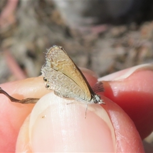 Nacaduba biocellata at Hall, ACT - 8 Nov 2024