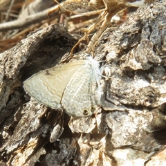 Nacaduba biocellata at Hall, ACT - 8 Nov 2024