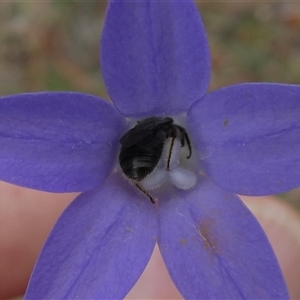 Lasioglossum (Chilalictus) sp. (genus & subgenus) at Duffy, ACT - 13 Nov 2024 05:28 PM