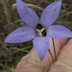 Lasioglossum (Chilalictus) sp. (genus & subgenus) at Duffy, ACT - 13 Nov 2024 05:28 PM