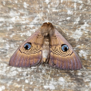 Dasypodia selenophora at Braidwood, NSW - 15 Nov 2024