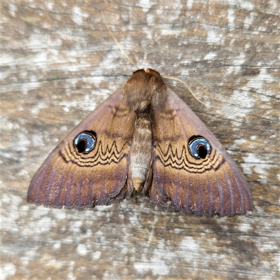 Dasypodia selenophora (Southern old lady moth) at Braidwood, NSW - 15 Nov 2024 by MatthewFrawley