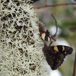 Vanessa itea at Acton, ACT - 12 Nov 2024