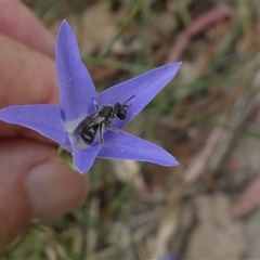 Lasioglossum (Chilalictus) sp. (genus & subgenus) (Halictid bee) at Duffy, ACT - 13 Nov 2024 by actforbees