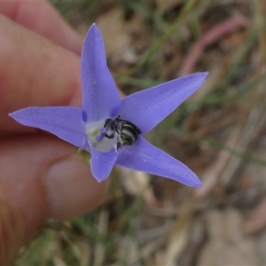 Lasioglossum (Chilalictus) sp. (genus & subgenus) at Duffy, ACT - 13 Nov 2024