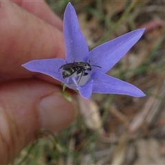 Lasioglossum (Chilalictus) sp. (genus & subgenus) at Duffy, ACT - 13 Nov 2024