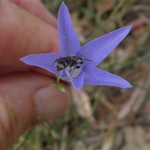 Lasioglossum (Chilalictus) sp. (genus & subgenus) at Duffy, ACT - 13 Nov 2024