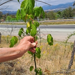 Acer negundo at Kambah, ACT - 15 Nov 2024