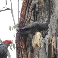 Callocephalon fimbriatum (Gang-gang Cockatoo) at Acton, ACT - 13 Nov 2024 by HelenCross