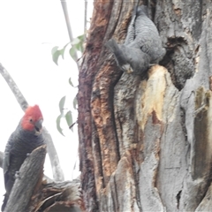 Callocephalon fimbriatum at Acton, ACT - suppressed