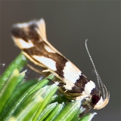 Macrobathra desmotoma ( A Cosmet moth) at Russell, ACT - 12 Nov 2024 by Hejor1