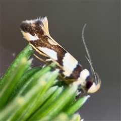 Macrobathra desmotoma at Russell, ACT - 12 Nov 2024 04:43 PM