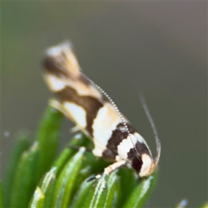 Macrobathra desmotoma at Russell, ACT - 12 Nov 2024 04:43 PM