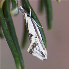 Thema macroscia (A concealer moth) at Russell, ACT - 12 Nov 2024 by Hejor1