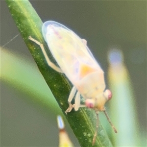 Miridae (family) at Russell, ACT - 12 Nov 2024