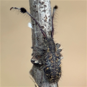 Pentacosmia scoparia at Barton, ACT - 12 Nov 2024