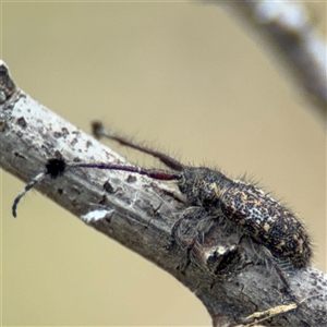 Pentacosmia scoparia at Barton, ACT - 12 Nov 2024