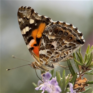 Vanessa kershawi at Parkes, ACT - 12 Nov 2024