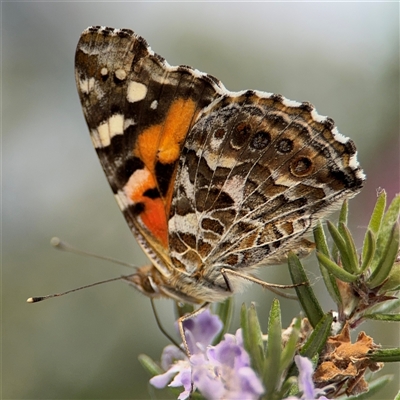 Vanessa kershawi (Australian Painted Lady) at Parkes, ACT - 12 Nov 2024 by Hejor1