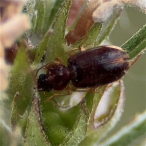 Carabidae (family) at Barton, ACT - 12 Nov 2024 05:03 PM