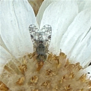 Austrotephritis sp. (genus) (Fruit fly or Seed fly) at Russell, ACT by Hejor1